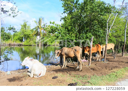 Cattle in rural Thailand 127228059
