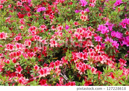 Azalea flowers growing all over the place Azalea flowers growing all over the place 127228618