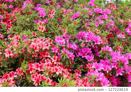Azalea flowers growing all over the place Azalea flowers growing all over the place 127228619