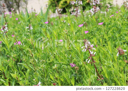 Small white flowers on black stems growing in grassland Small white flowers on black stems growing in grassland 127228620