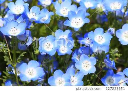 藍色的花田 127228651