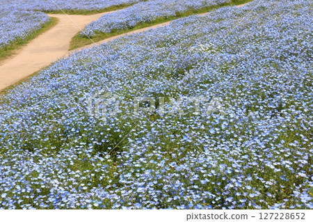 藍色的花田 127228652