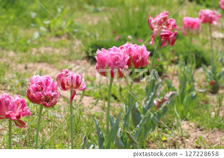 藍色的花田 127228658