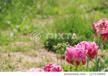 粉紅鬱金香草莓奶油 粉紅鬱金香草莓奶油 127228660