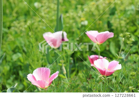 粉紅色罌粟花 127228661
