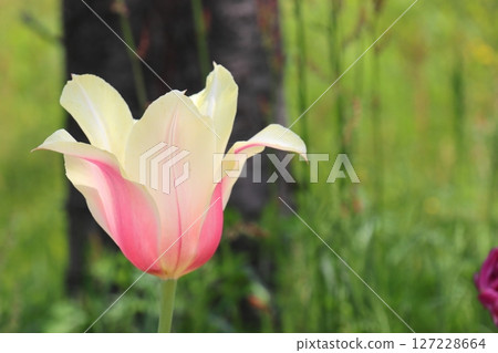 Pink tulips on a white background Pink tulips on a white background 127228664