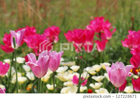 Deep pink branch-flowering tulips: Dream Club Deep pink branch-flowering tulips: Dream Club 127228671