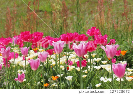 Deep pink branch-flowering tulips: Dream Club 127228672