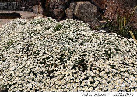 Flowerbed with white North Pole flowers 127228676