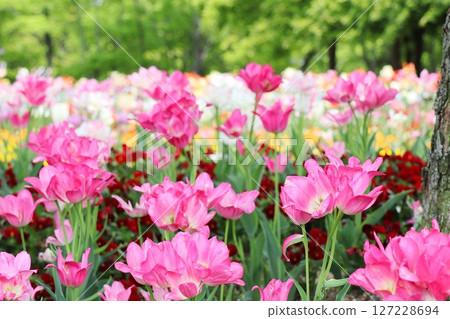 Pink tulips in the Dream Club flowerbed Pink tulips in the Dream Club flowerbed 127228694