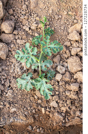 A young watermelon bush grows in the garden on the ground A young watermelon bush grows in the garden on the ground 127228734