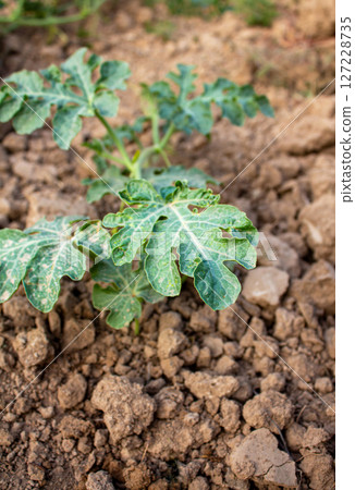 A young watermelon bush grows in the garden on the ground A young watermelon bush grows in the garden on the ground 127228735