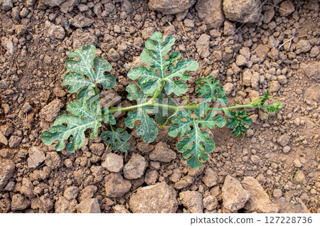 A young watermelon bush grows in the garden on the ground 127228736