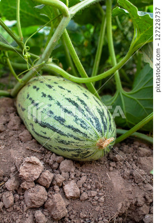 Unripe melon on a branch, unripe melon fruit growing in the garden 127228737