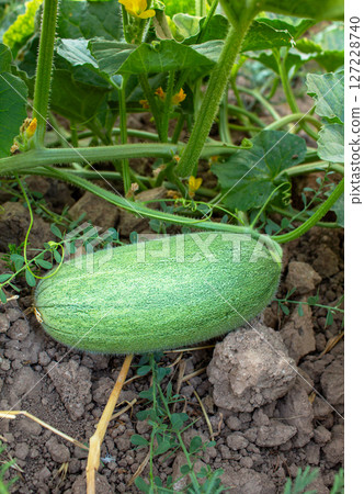 Unripe melon on a branch, unripe melon fruit growing in the garden 127228740
