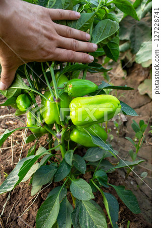 Bell pepper fruits grow on bushes in the garden 127228741