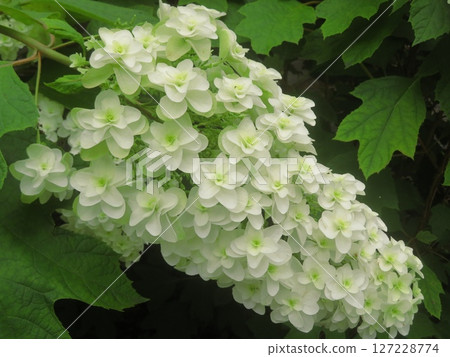 Kashiwaba繡球花 127228774