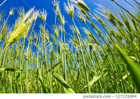 Barley fall Barley fall 127228804
