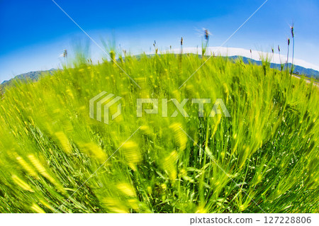 Barley fall 127228806