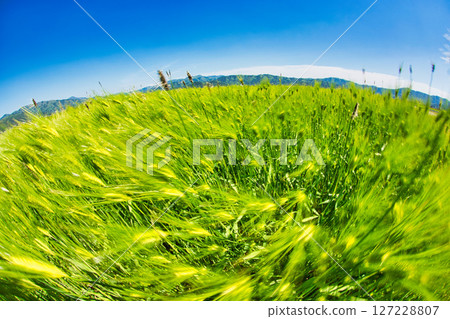 Barley fall Barley fall 127228807