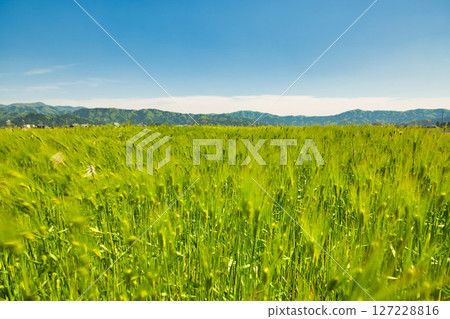 Barley fall Barley fall 127228816