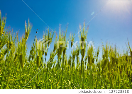 Barley fall Barley fall 127228818