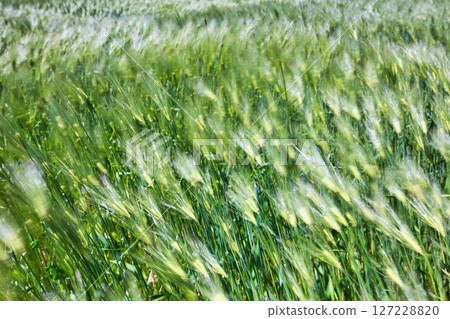 Barley fall 127228820