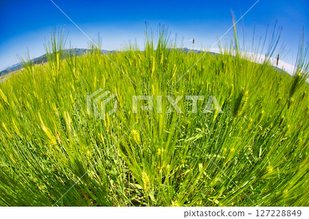 Barley fall 127228849