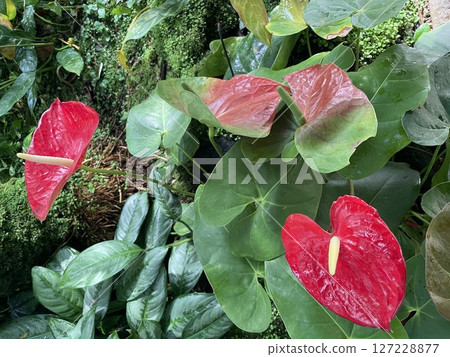 Red anthurium flower in full bloom Red anthurium flower in full bloom 127228877