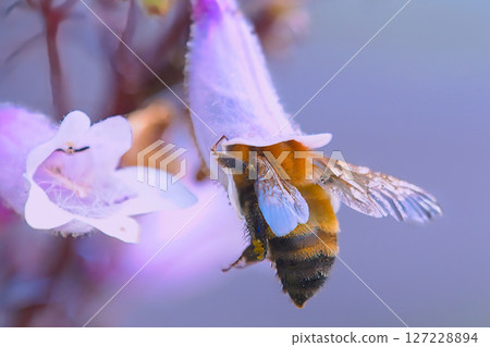 A bee collecting pollen 127228894