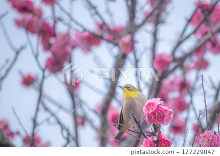 A Japanese white-eye perched on a pink plum tree A Japanese white-eye perched on a pink plum tree 127229047