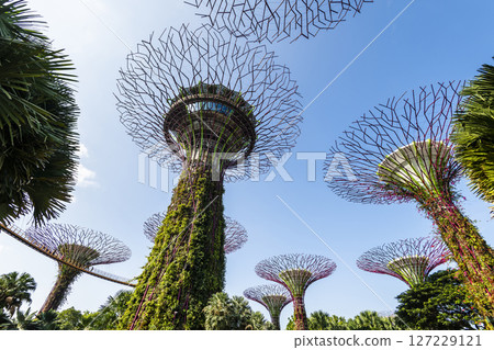 Low-angle view of the Supertree Grove at Gardens by the Bay in Singapore, there is an exhilarating light and musical show at night. 127229121