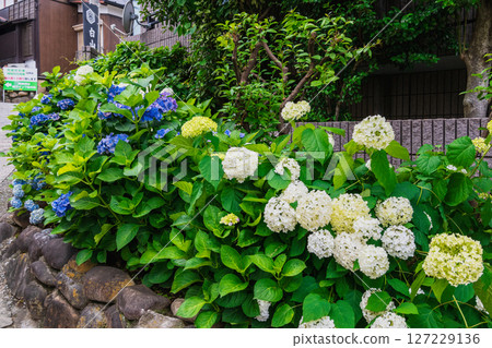 Bunkyo Hydrangea Festival at Hakusan Shrine, Bunkyo Ward, Tokyo 127229136