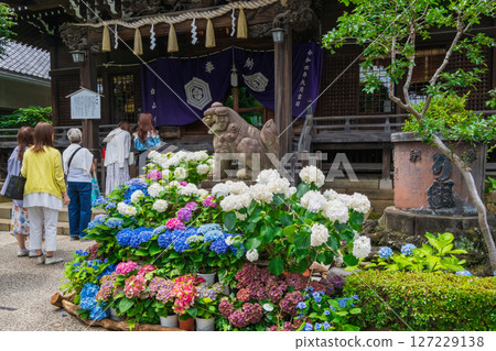 Bunkyo Hydrangea Festival at Hakusan Shrine, Bunkyo Ward, Tokyo 127229138