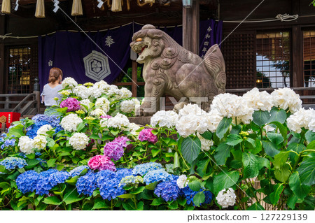 Bunkyo Hydrangea Festival at Hakusan Shrine, Bunkyo Ward, Tokyo 127229139
