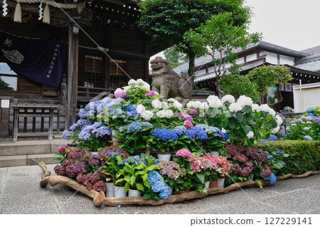 Bunkyo Hydrangea Festival at Hakusan Shrine, Bunkyo Ward, Tokyo 127229141