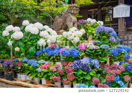 Bunkyo Hydrangea Festival at Hakusan Shrine, Bunkyo Ward, Tokyo Bunkyo Hydrangea Festival at Hakusan Shrine, Bunkyo Ward, Tokyo 127229142
