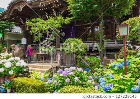 Hakusan Shrine, Bunkyo Ward, Tokyo - Main Hall - Bunkyo Hydrangea Festival Hakusan Shrine, Bunkyo Ward, Tokyo - Main Hall - Bunkyo Hydrangea Festival 127229143