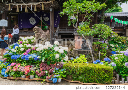 東京都文京區白山神社文京繡球花節 127229144