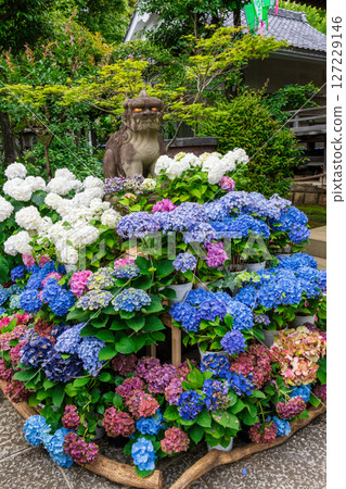 東京都文京區白山神社文京繡球花節 127229146