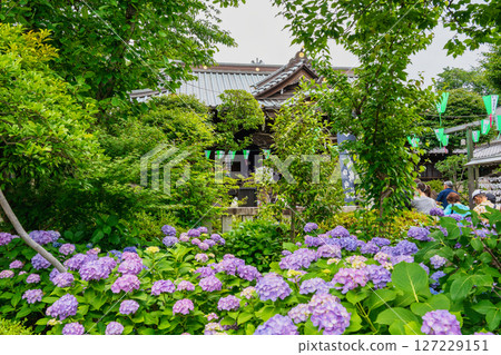 Bunkyo Hydrangea Festival at Hakusan Shrine, Bunkyo Ward, Tokyo 127229151