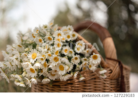 Daisies basket flowers, spring, field: Daisies in woven basket outdoors, spring, beauty. 127229183
