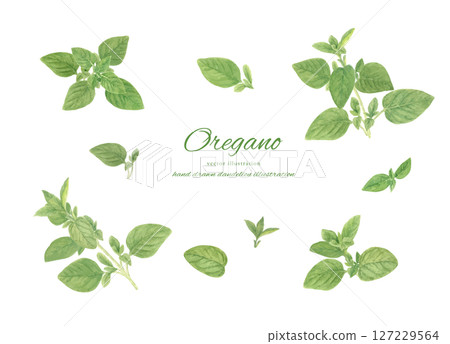 一組新鮮牛至的水彩插圖 127229564