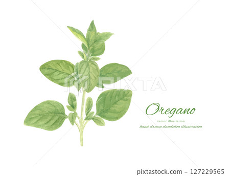 Fresh oregano painted in watercolor illustration material 127229565