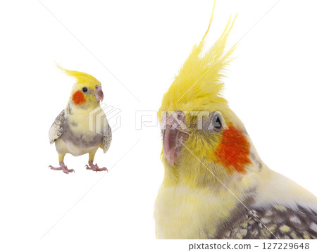 cockatiel  parrot isolated on a white background 127229648