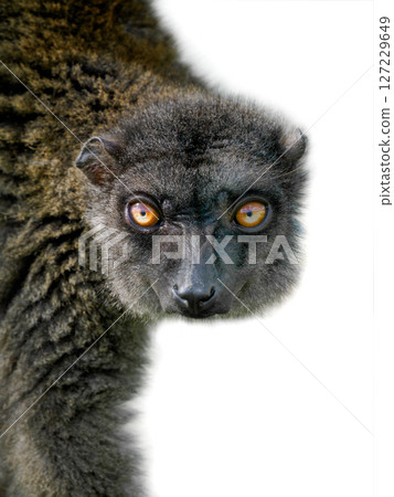 brown lemur isolated on white background brown lemur isolated on white background 127229649