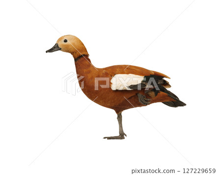 ruddy shelduck isolated on white background 127229659