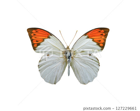 hebomoia glaucippe isolated on white background 127229661