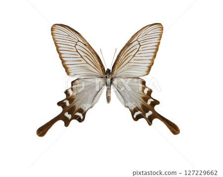papilio slateri isolated on white background papilio slateri isolated on white background 127229662