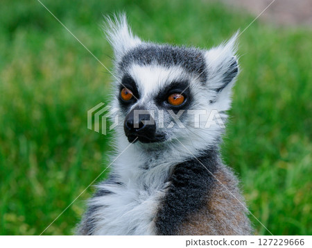 portrait of a lemur on a green background portrait of a lemur on a green background 127229666